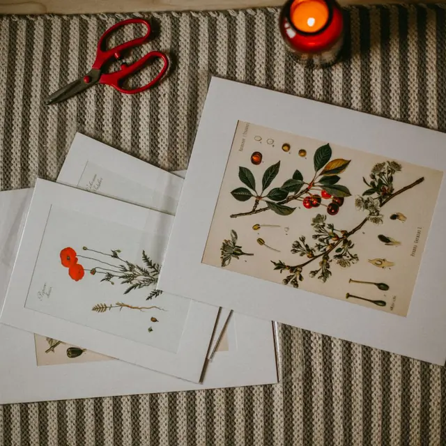 Three botanical plant illustration prints laid on a striped cloth